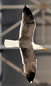 juvenile LBBG in October, ringed in Norway. (131273 bytes)